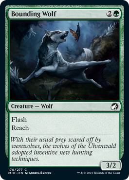 Bounding Wolf card from Innistrad: Midnight Hunt